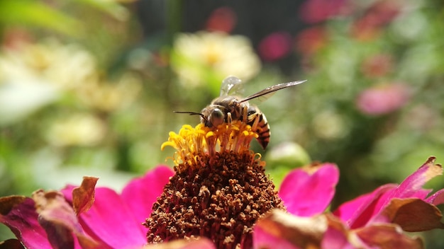 Photo sand wasp take a pollen in the flowers