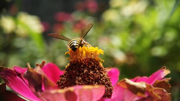 スズメバチは花の花粉を吸います
