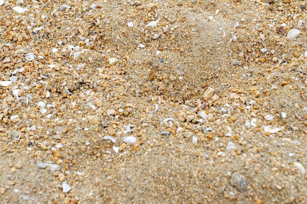 Sabbia con conchiglie su una spiaggia di rio de janeiro in brasile