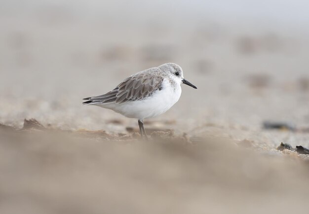 Sanderling Calidris alba op het strand