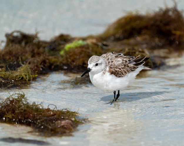 Photo sanderling