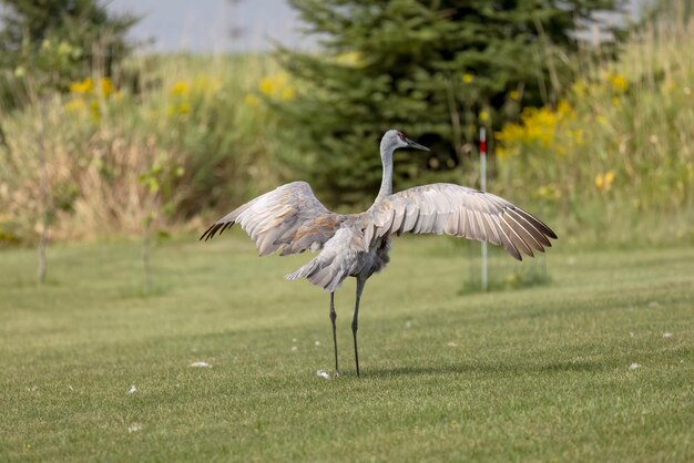 Photo sandhill crane antigone canadensis