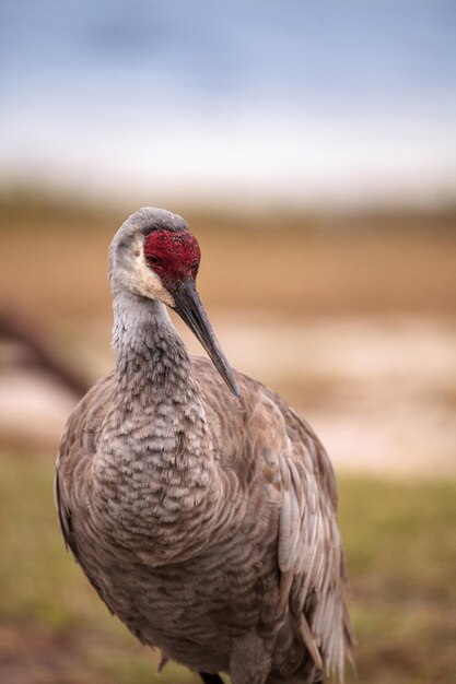 Photo sandhill crane bird grus canadensis forages for food in the marsh at the myakka river state park