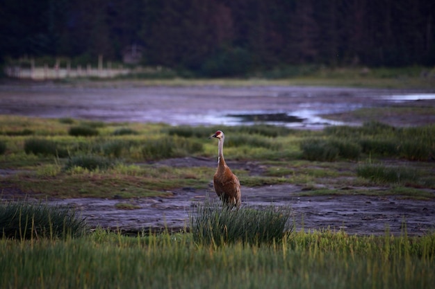 Foto sandhill kraan homer alaska