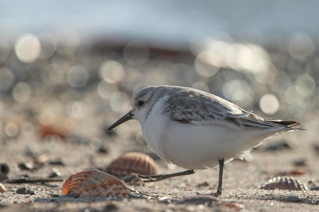 Sandpiper on the beach sand