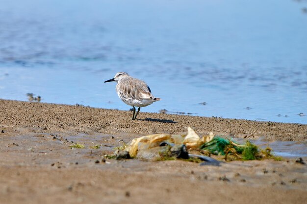 Photo sandpiper perching on a beach