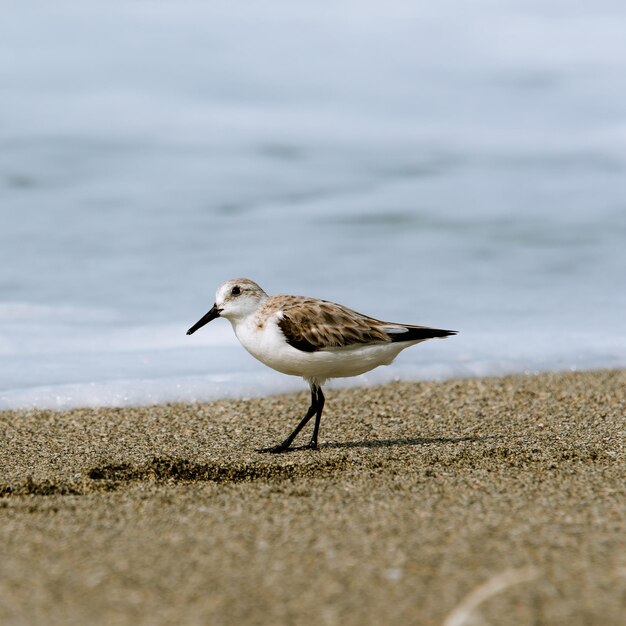 Foto sandpiper a riva sulla spiaggia