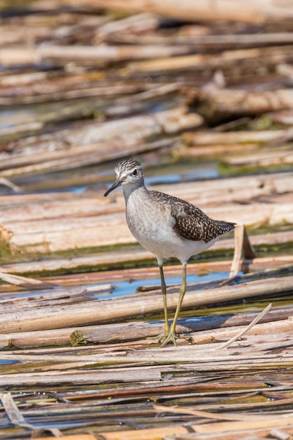 Sandpiper, Wood Sandpiper (Tringa glareola)