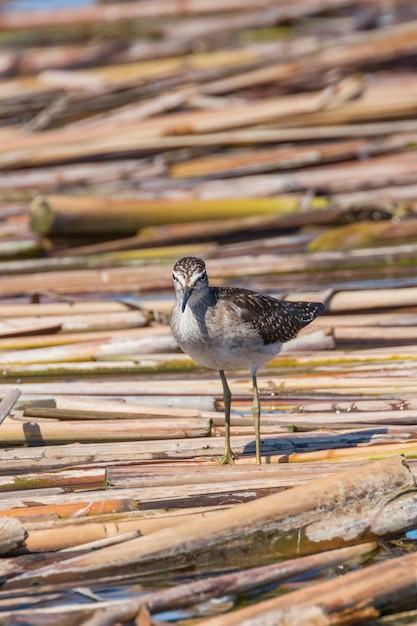 Sandpiper, Wood Sandpiper (Tringa glareola)