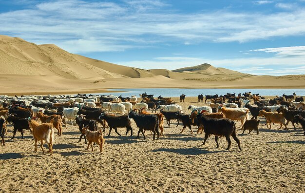 Sands Mongol Els、草の上で放牧された動物の群れ