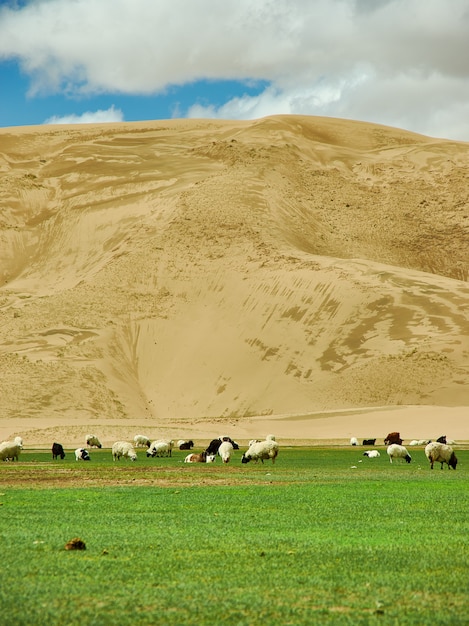 Sands Mongol Els, Kudde dieren graasde op het gras