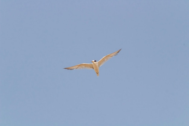 A Sandwich Tern Soaring with Wings Spread in the Sky