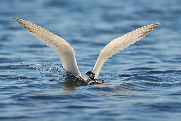 Sandwich tern Thalasseus sandvicensis