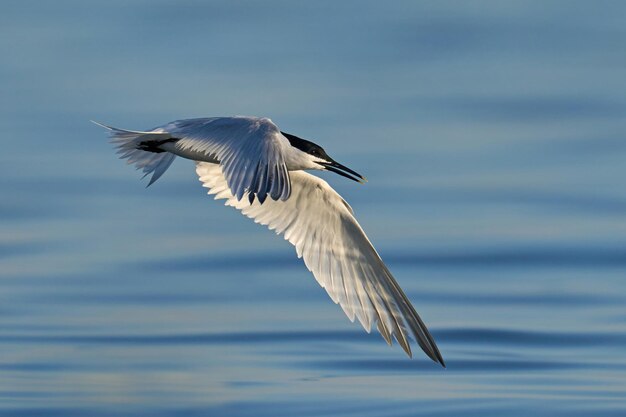 Sandwich tern Thalasseus sandvicensis