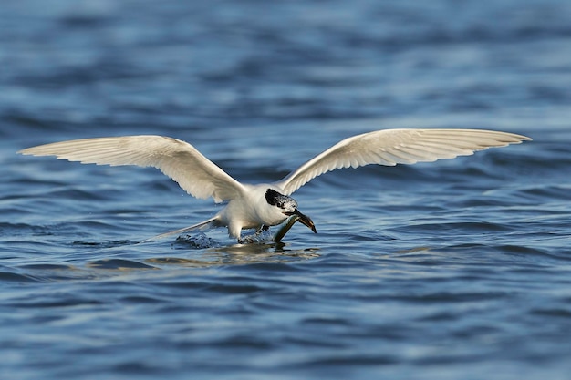 Sandwich tern Thalasseus sandvicensis