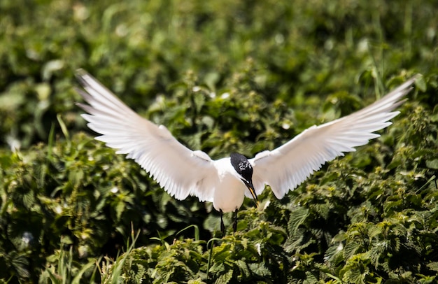 Foto sandwich tern vliegt over planten