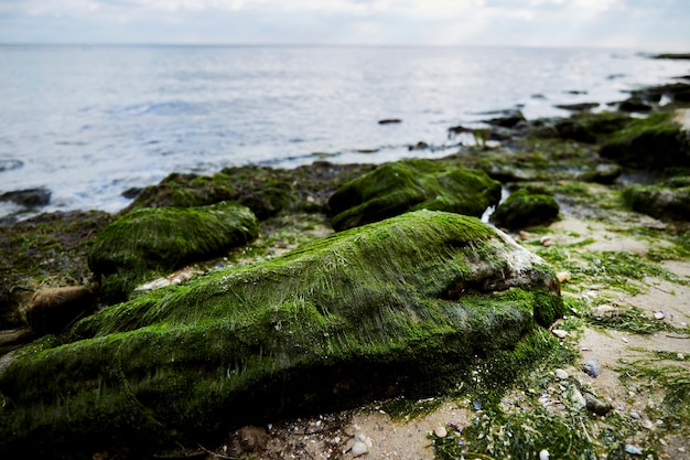 砂浜の苔むした岩の水