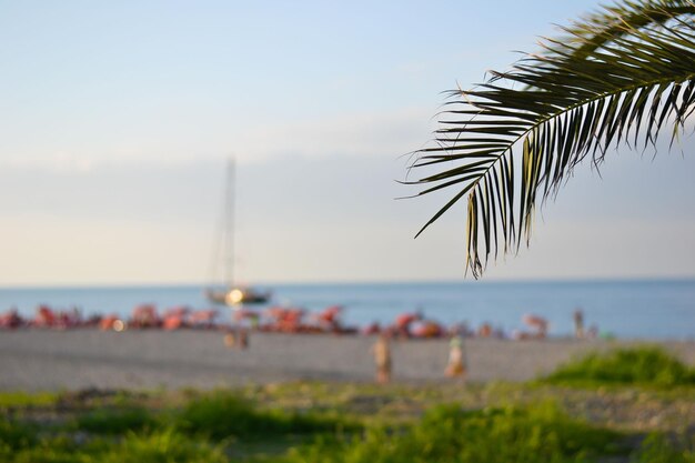 Sandy beach and palm branches