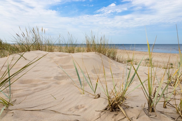 Sandy beach with dry and yellow grass reeds stalks and blue sea with waves on the Baltic sea