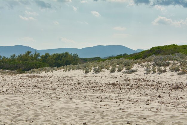 Foto spiaggia di sabbia con vegetazione mediterranea sullo sfondo coperta da un cielo azzurro