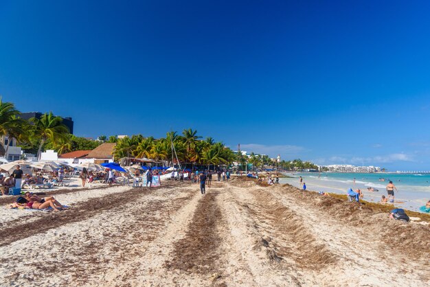 Sandy beach with seaweed on a sunny day with hotels in Playa del Carmen Mexico