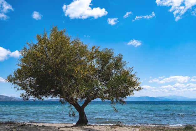 Sandy beach with tamarisk tamarix or salt cedar tree blue sky background