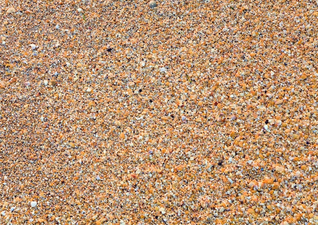 Sandy - breakage cockleshell wet sea background