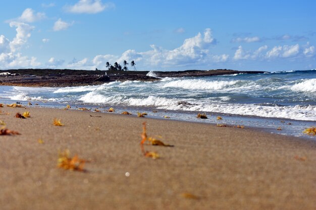 Sandy coast of the Atlantic Ocean. Dominican Republic