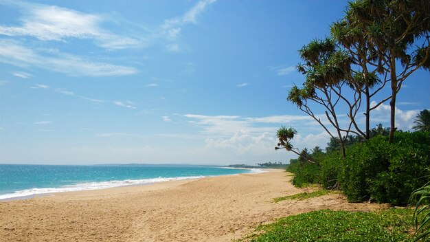 Sandy deserted paradise beach with palm trees on the ocean