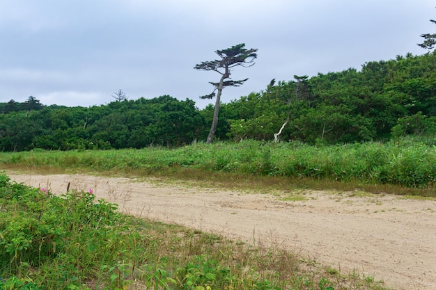 田舎の砂の未舗装の道路