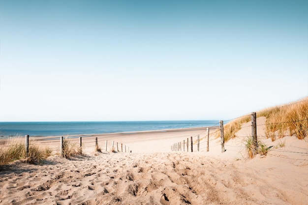 Photo sandy dunes on the beach in noordwijk netherlands