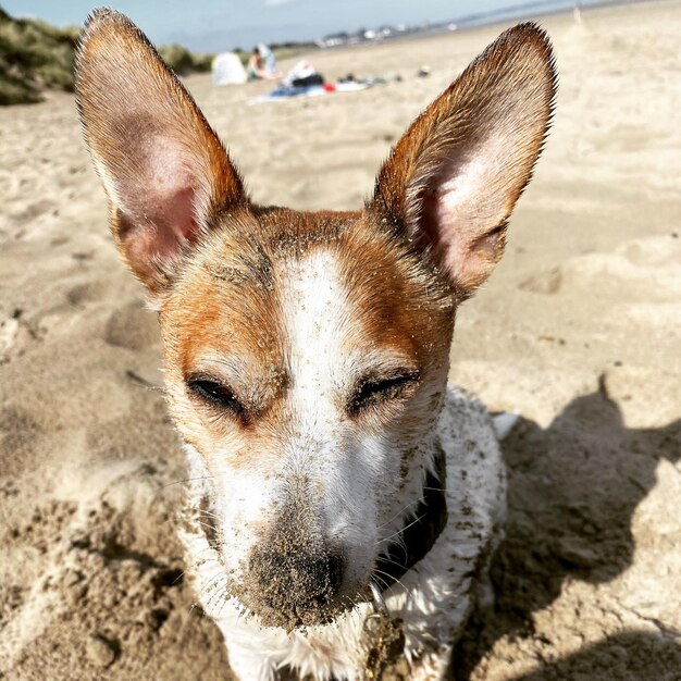 Sandy faced jack russell zooky