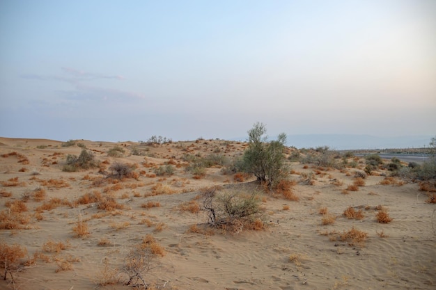 小さな砂の植生のある道路のある砂の風景夕方の時間