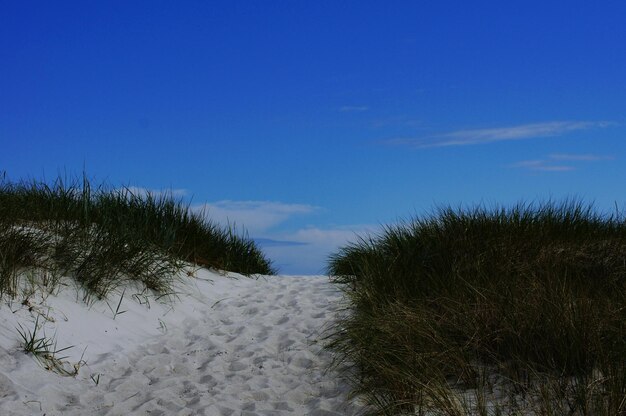 Фото Песчаная тропа среди травы на фоне голубого неба