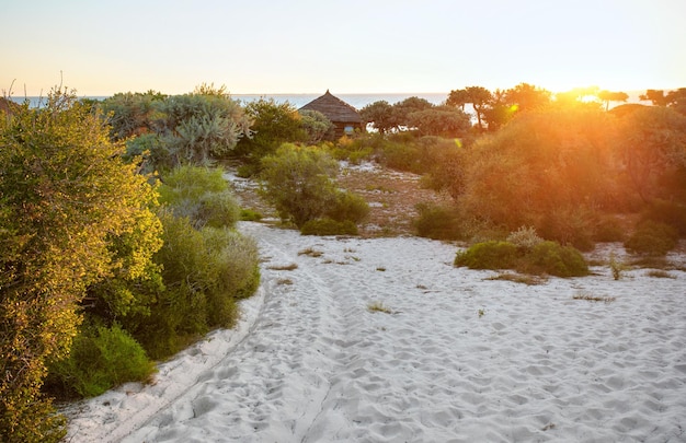 Sandy path leading to water, afternoon sun shines at bushes on both sides, wooden house in distance