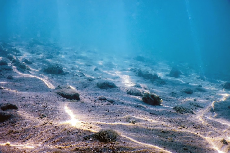 Photo 砂浜の海底海洋生物、水中背景