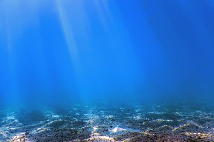 Photo 砂浜の海底海洋生物、水中背景