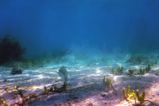 Photo sandy sea bottom marine life