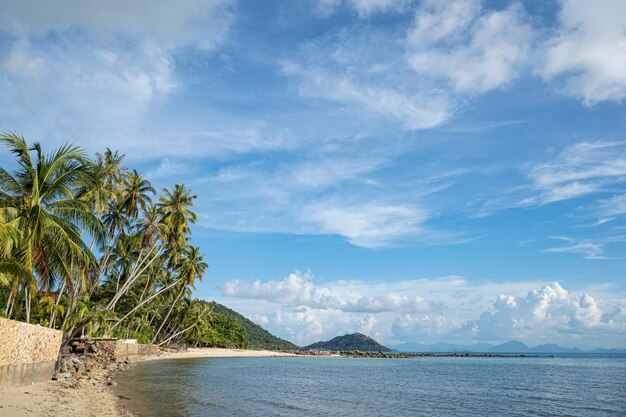 The sandy shores of the azure sea waves and palm tree with swing