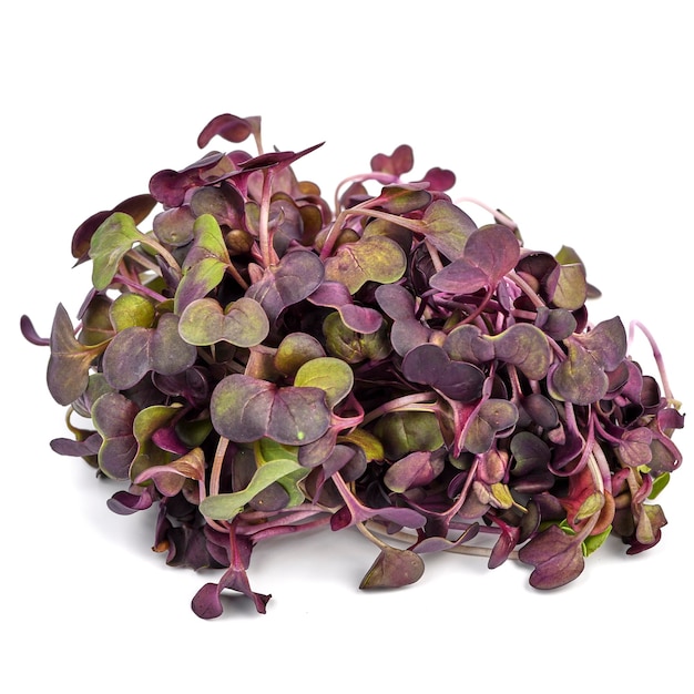 Sango radish microgreens on white background