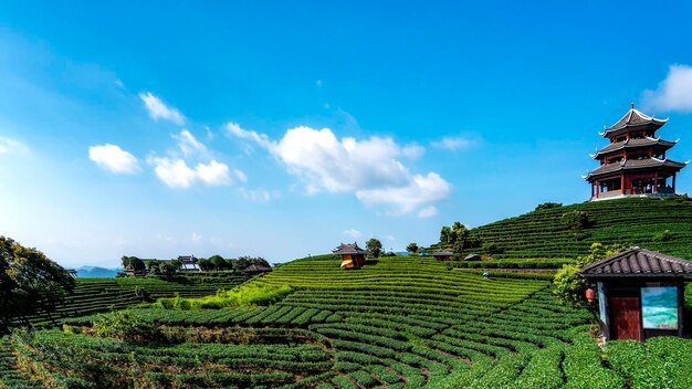 Sanjiang buyang xianren ecological tea mountain tea field