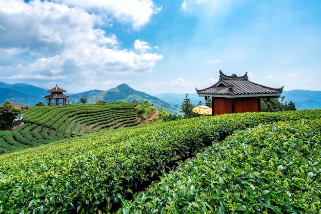 Sanjiang buyang xianren ecological tea mountain tea field