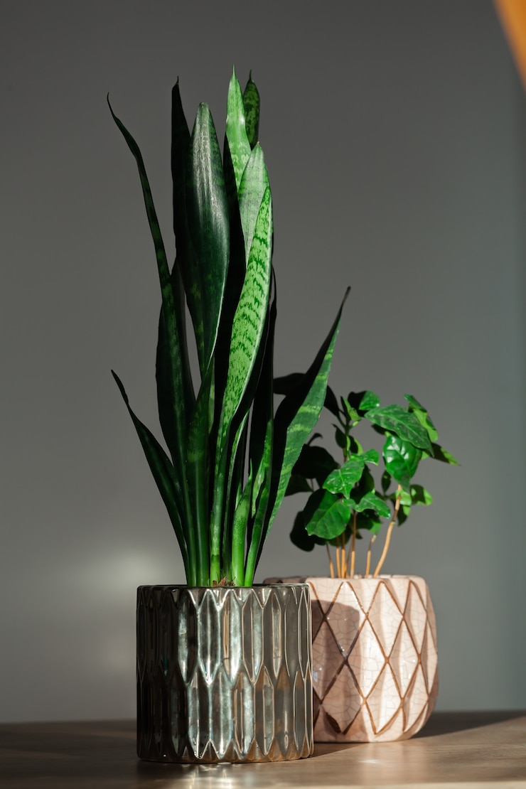 Photo sansevieria and arabica coffee plant in pots indoors