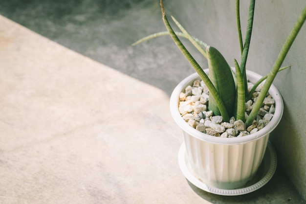 Sansevieria Boncel 홈 녹색 식물 장식은 태양광을 최소화한 로프트 스타일로 꾸며져 있습니다.