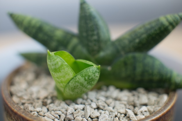 Sansevieria boncellensis в керамическом горшке