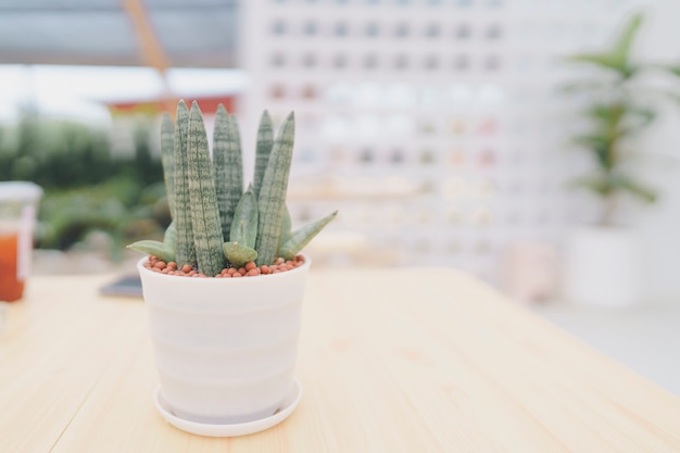 sansevieria cylindrica in small white pots placed on a wooden table tree to purify the air