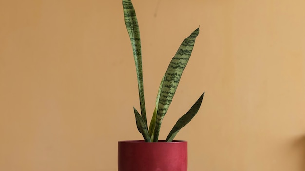 Sansevieria devil tongue plant in a pot