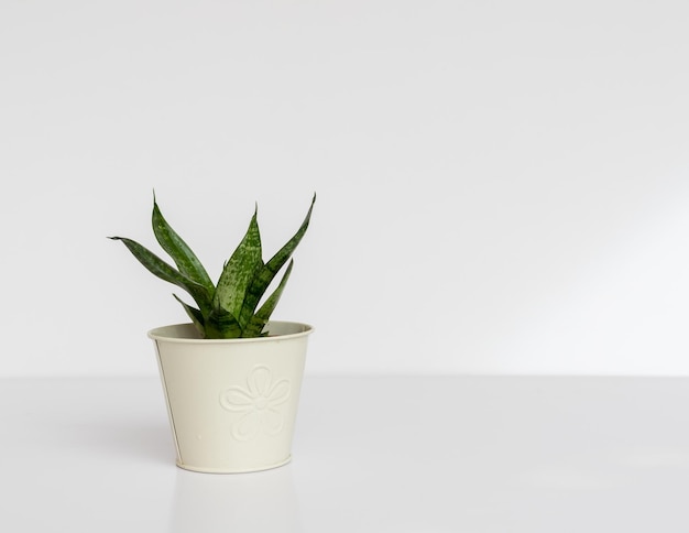 Sansevieria dwarf Snake Plant Bird's Nest는 복사 공간이 있는 흰색 격리된 배경에 있는 아름다운 화분에 있습니다.