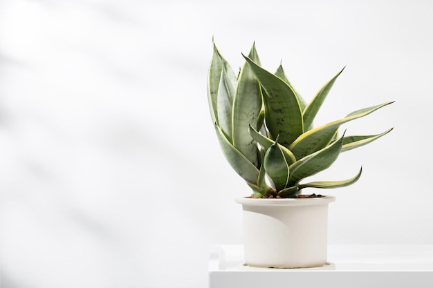 Sansevieria varietà nane in vasi minimalisti in ceramica bianca dracaena trifasciata golden hahnii