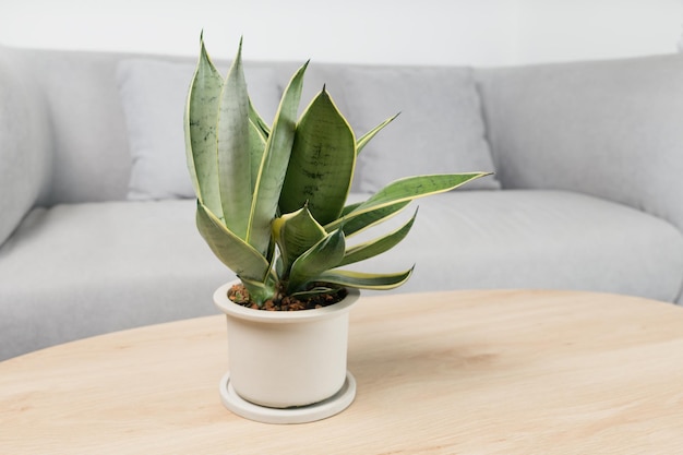 Sansevieria dwergvariëteiten in minimalistische witte keramische potten Dracaena Trifasciata Golden Hahnii